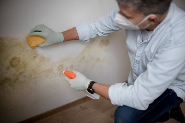 Certified Mold Removal in Whiting, WI